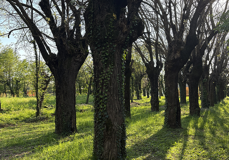 아로마테라피스트의 향기 블렌딩 일기 &ndash; 베티버로 정서적 회복력을 키우는 방법