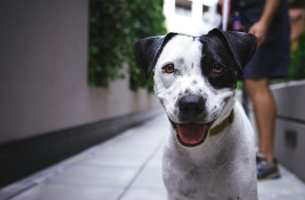 강아지 나이 계산법 완벽 정리 17
