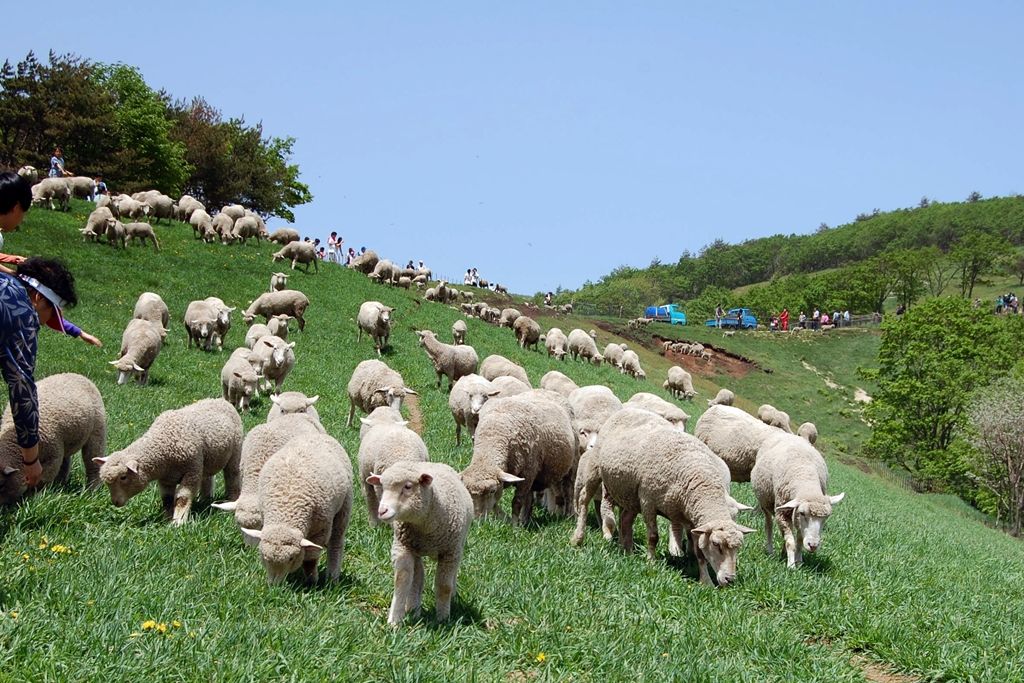 평창 가볼만한곳