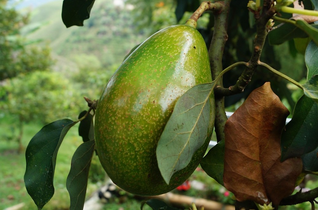아보카도 효능 부작용