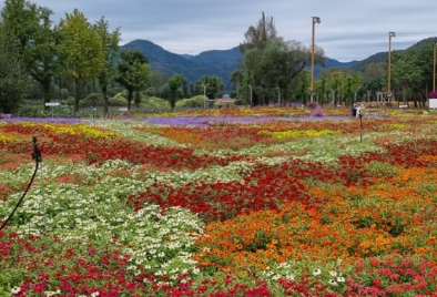 경기도 가을꽃 추천여행지 BEST 4