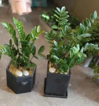 금전수 물주기 과습예방 배수층 만들기 흙선택 시니어도 편한 관리_5