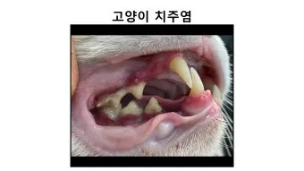 고양이치주염 증상 진단 치료 및 예방법_4