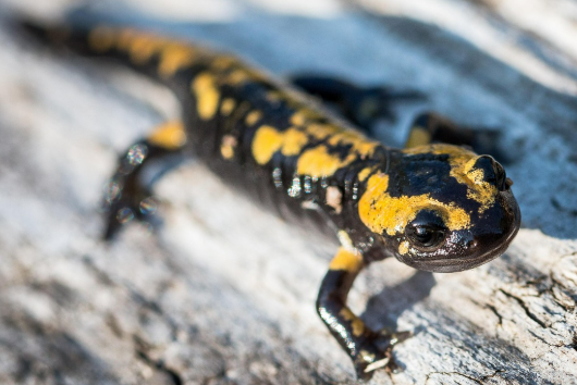 일본 양서류 애호가들의 입양 트렌드