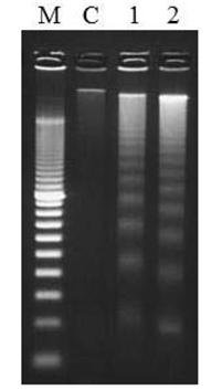 DNA fragmentation assay_DNA Ladder