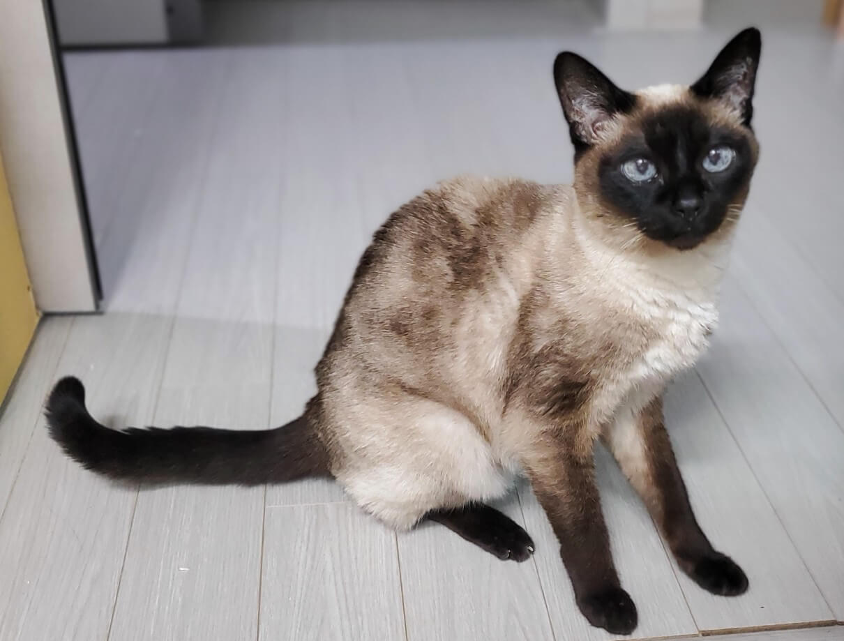 노령 고양이 관절염의 원인과 위험 요인: 예방과 조기 관리의 핵심