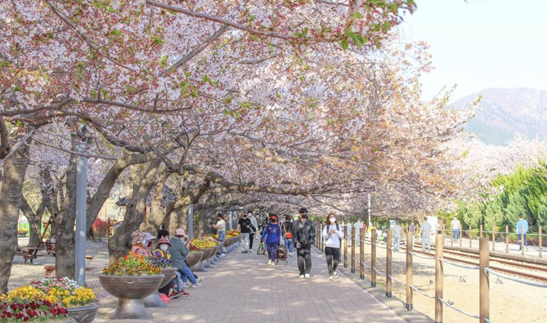 벚꽃 개화시기 2024 축제 일정 및 명소 추천