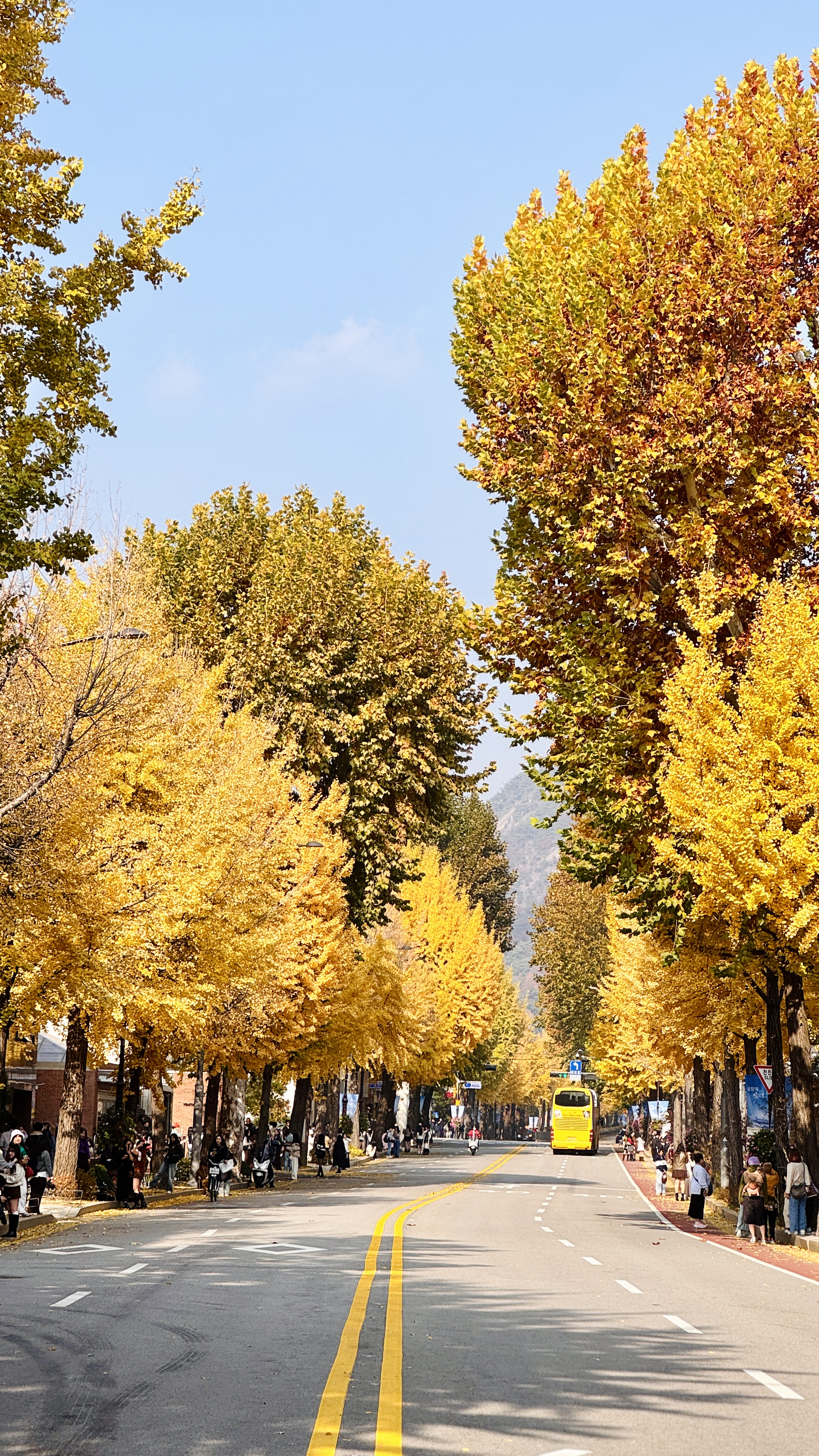 경복궁 옆 도로, 은행나무