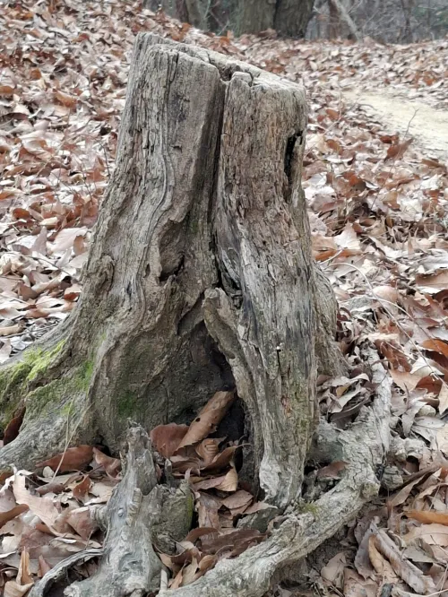 사람들이 쉴 수 있는 커다란 나무 기둥과 명상적 휴식 (Large tree trunk for resting and meditative awareness)