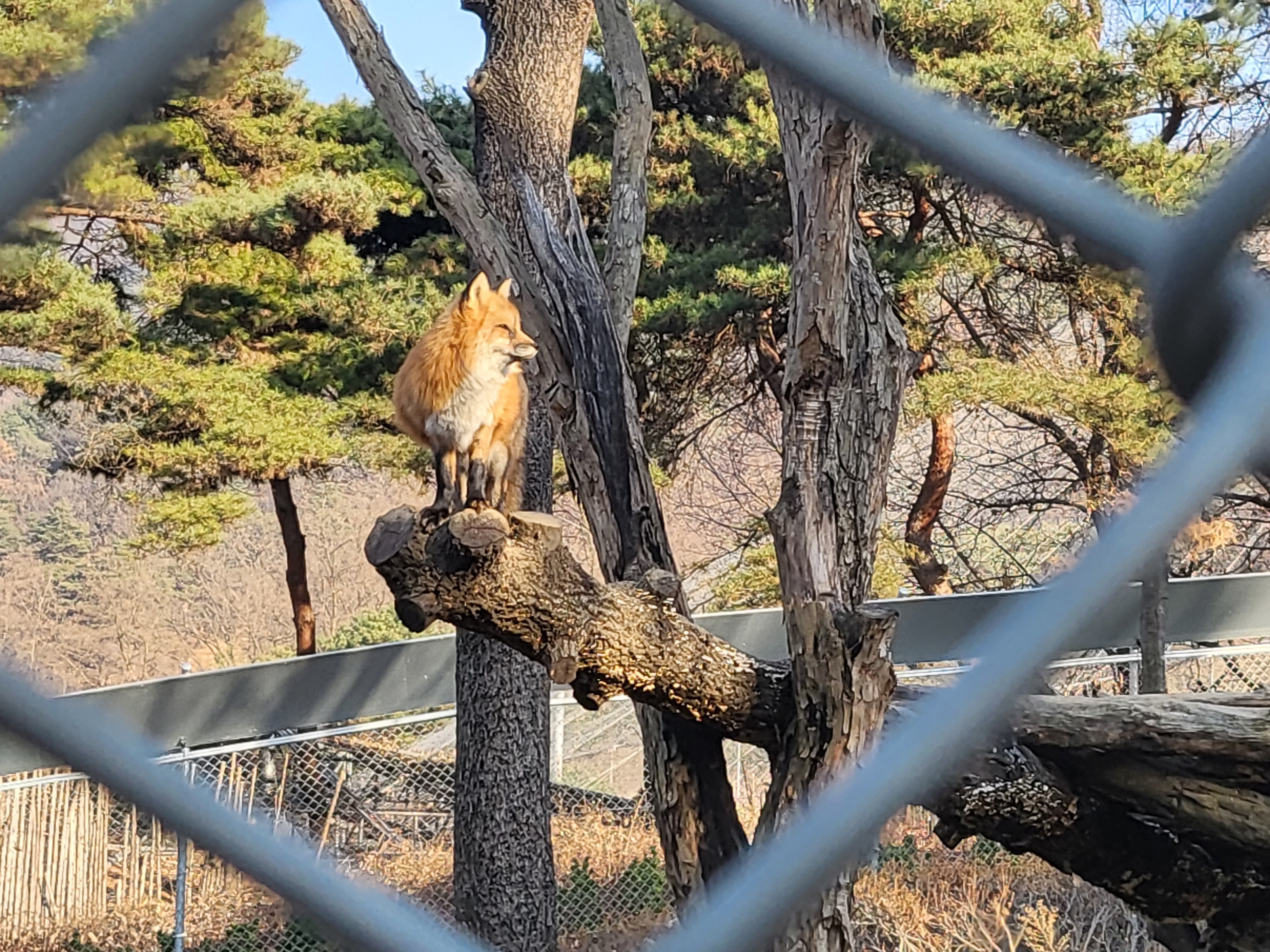 청주 동물원 - 멋진 여우 모습