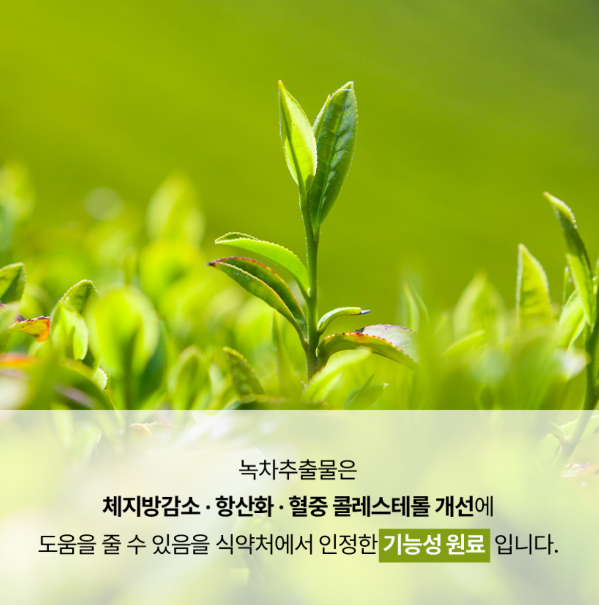 푸드올로지 빨간통 다이어트