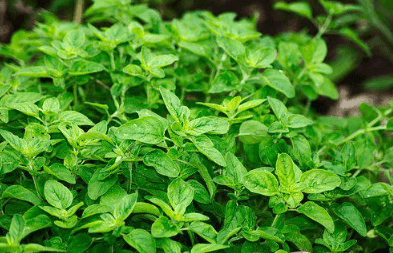 다이어트 식단 허브 샌드위치 썸네일