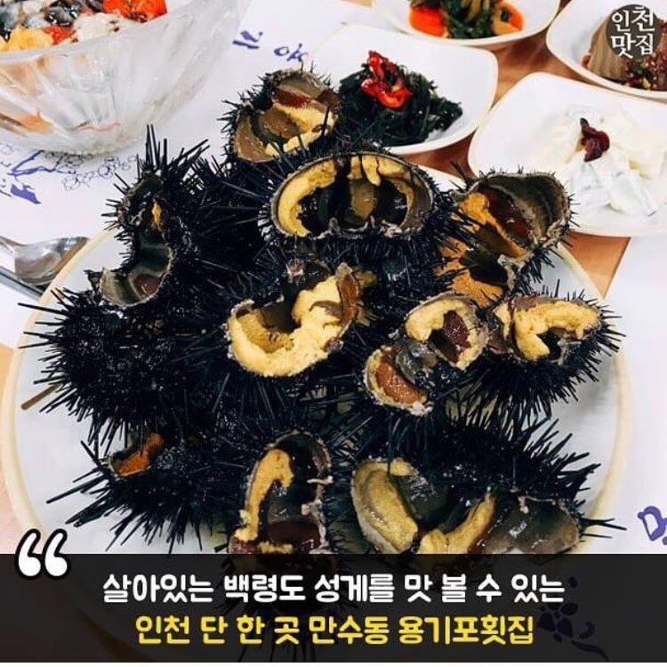 6시내고향 인천 남동구 백령도 자연산 해산물 우니맛집 용기포 횟집 (용기포 씨푸드 주문방법)