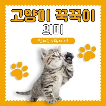 &amp;quot;고양이