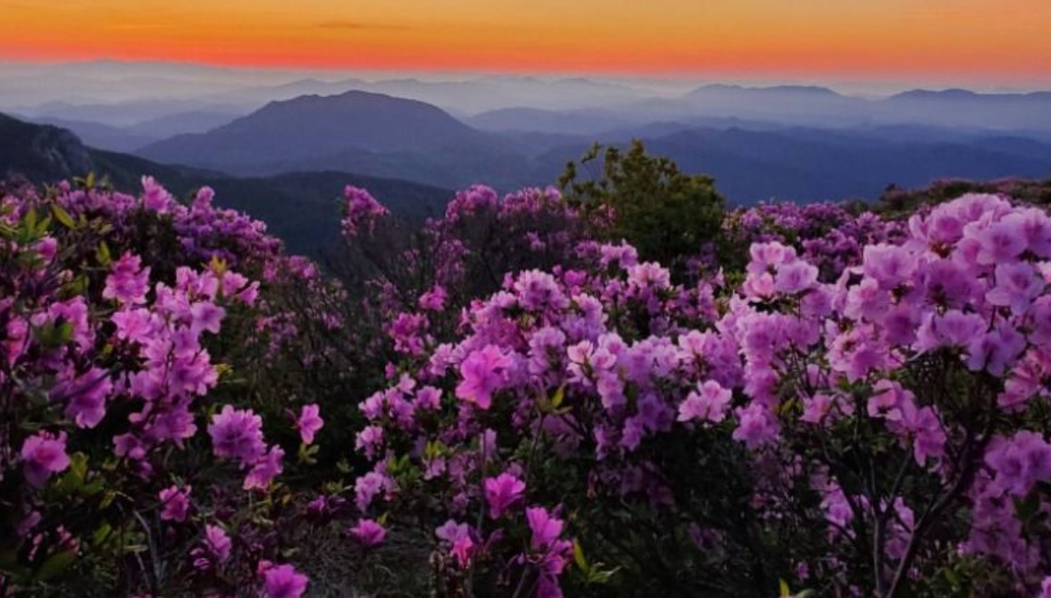 황매산철쭉제
