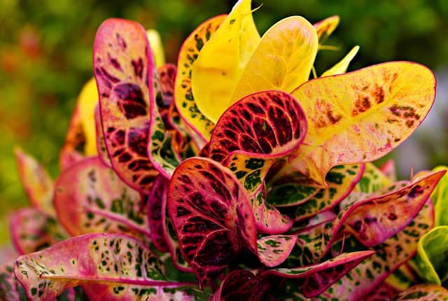 반려동물과 함께 키울 수 있는 공기 정화 식물