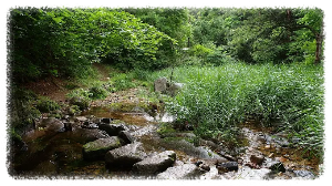 울진금강소나무숲길