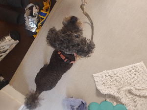 조금 마른 검정 푸들