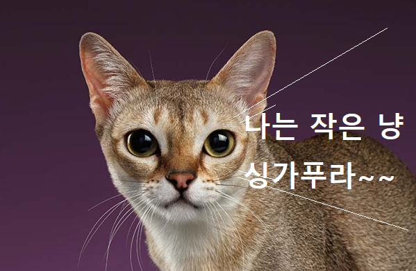 싱가푸라 고양이 이미지 - 1