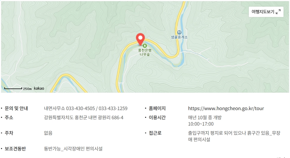 홍천- 은행나무-숲