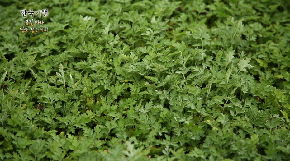 쑥_효능