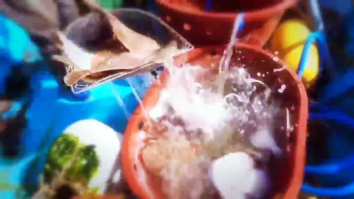 충남 당진 4월만 맛볼 수 있는 실치 요리 맛집