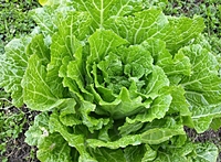 9월에 심는 작물 배추