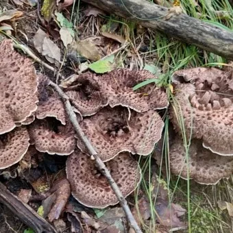 능이버섯 채취시기 산행 정보를 정리_17