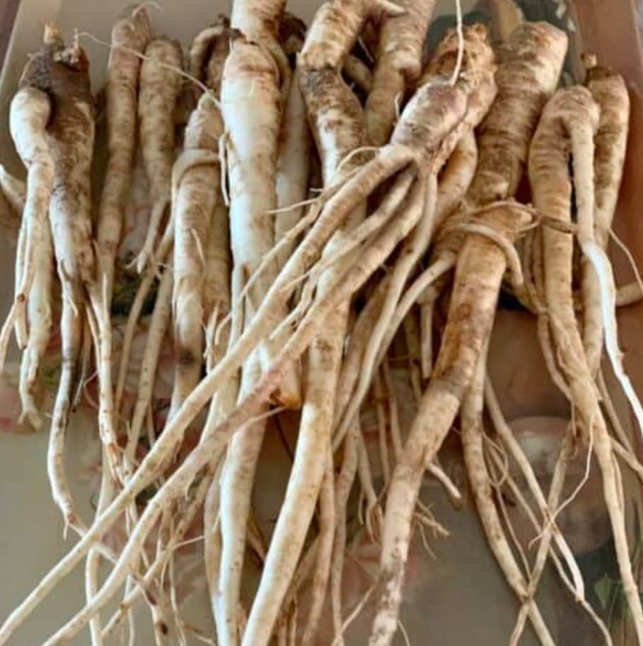 도라지 vs 더덕: 생김새는 닮았지만, 속은 전혀 다른 뿌리