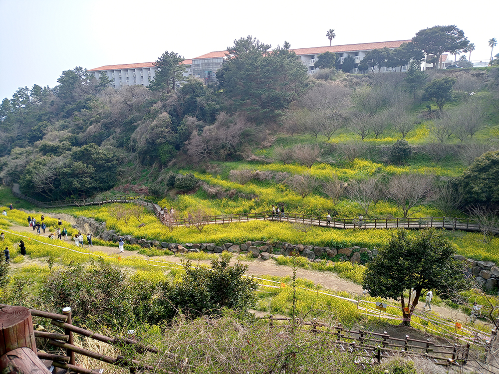 올레8코스 엉덩물계곡 유채꽃