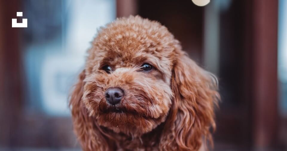 푸들이 정면을 응시하고 있다.