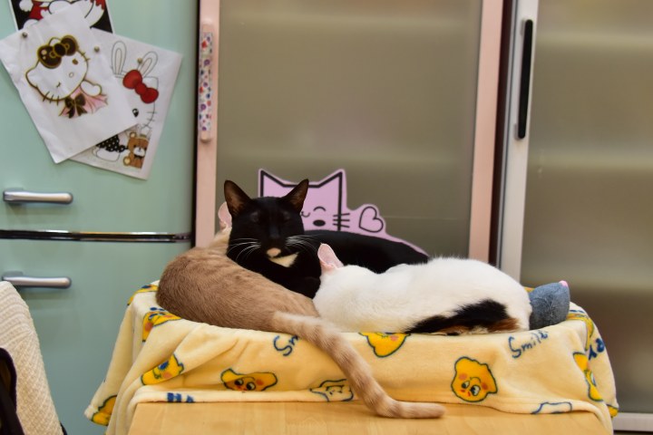 수영동 디저트 카페 스윗트롤 고양이