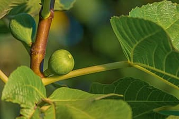 보리수 열매 먹는법