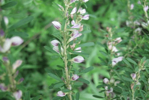 남자에게좋은영양제