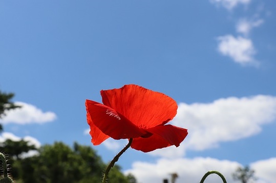 관상용 개양귀비 꽃, 꽃말/효능/키우기