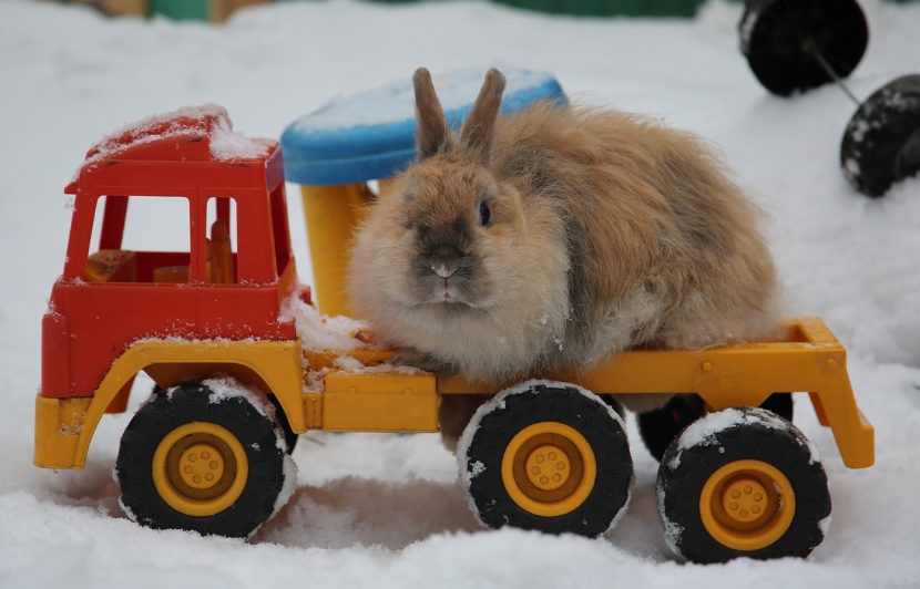 애완동물과 장난감