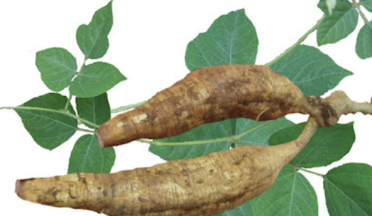 칡의 효능 부작용 섭취방법 칡효소 만드는법 총정리