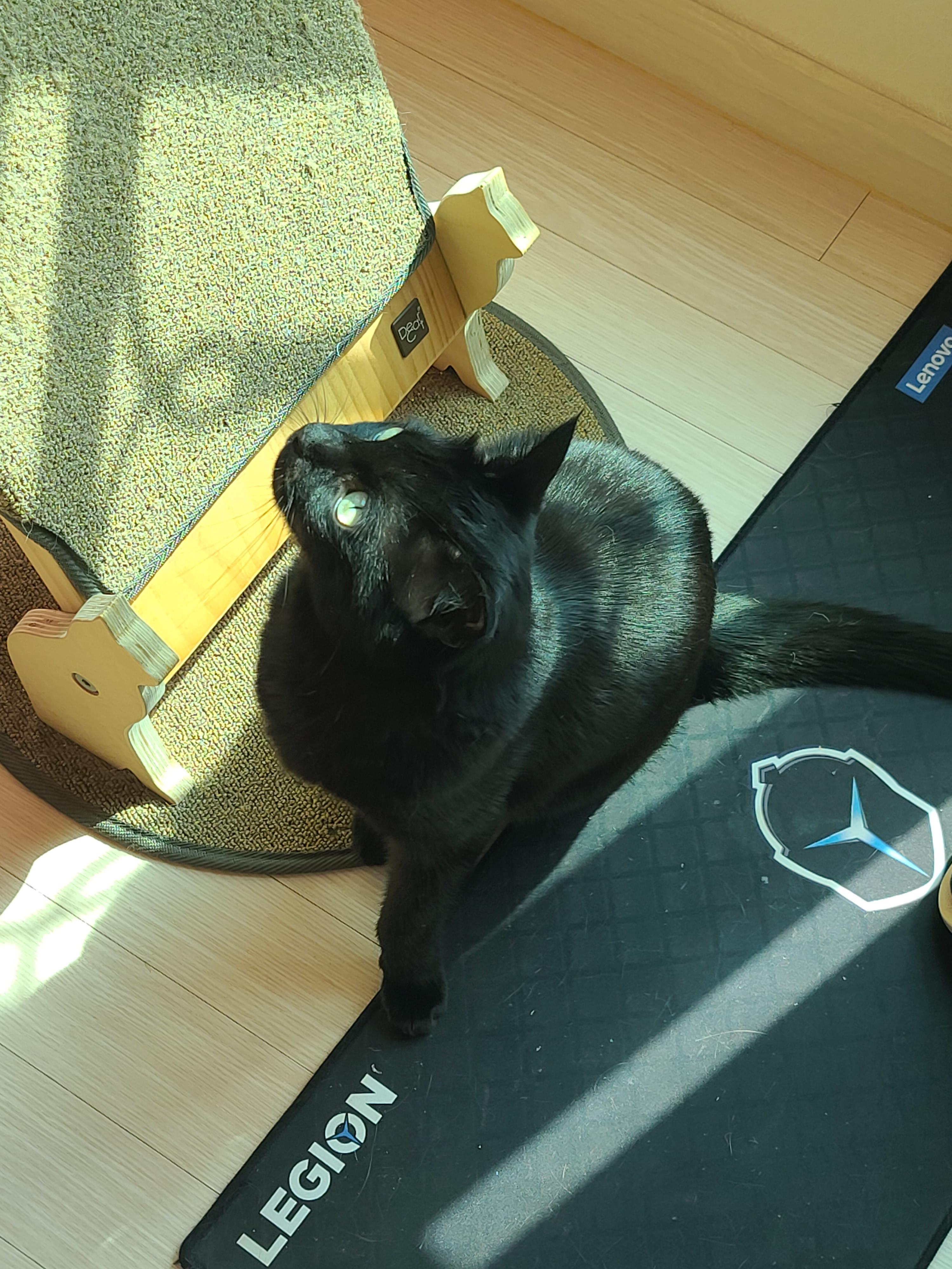 햇살이 쨍한날 아침 고양이들 (feat. 안전방충망)