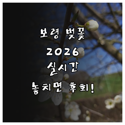 보령 벚꽃 명소 추천 및 2026년 ..