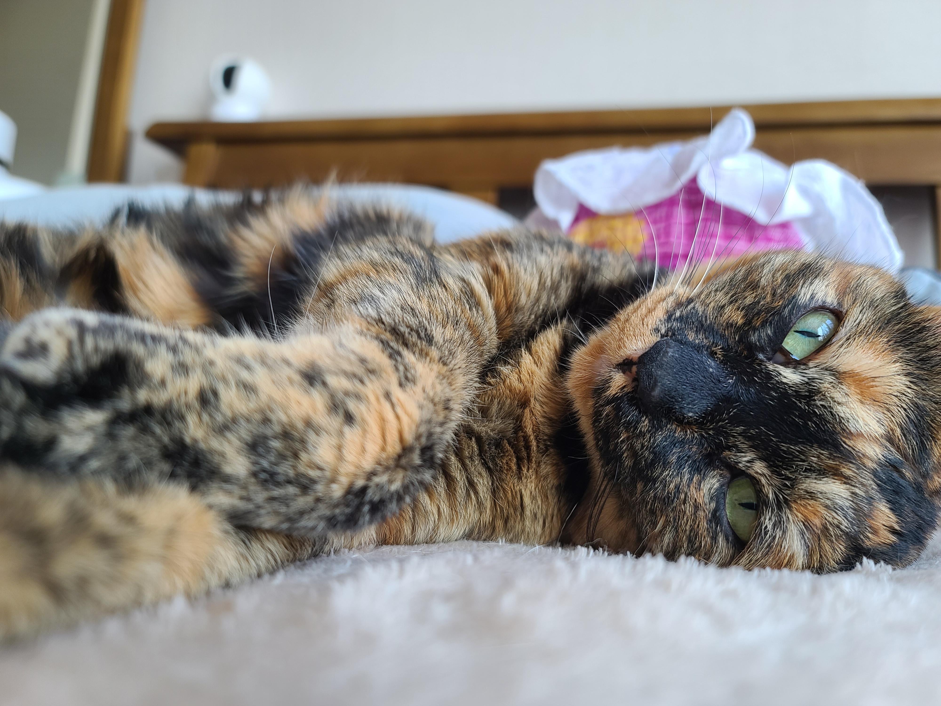 드러눕길 좋아하는 우리 사랑이. 고양이발라당발라당.