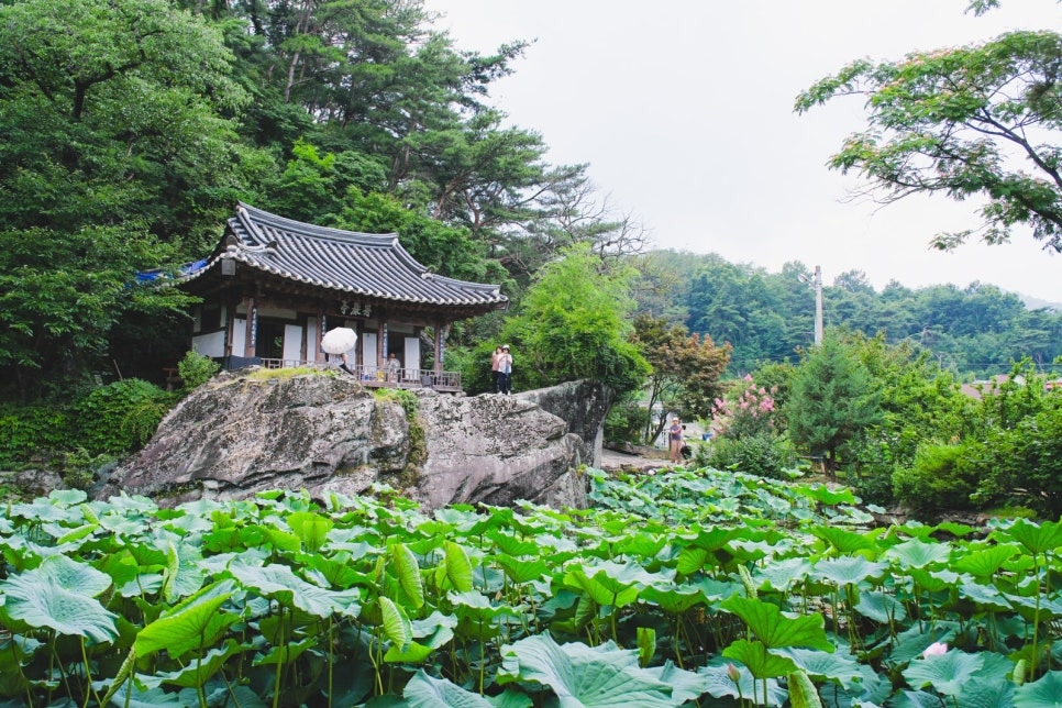 문경 주암정 연꽃과 능소화 명소, 6월~7월 인생샷 코스 정리