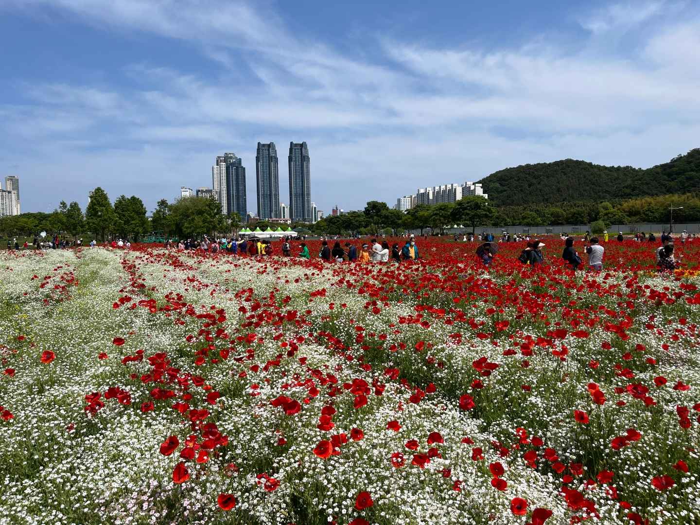 태화강 봄꽃축제