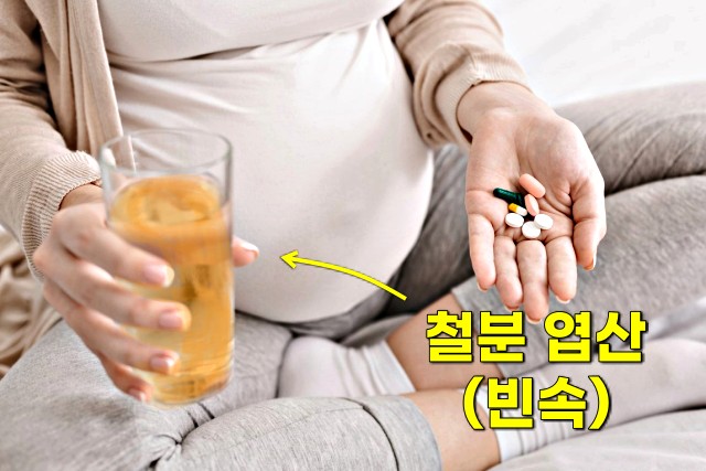철분제 엽산 영양제 먹는 시간 복용시간,팁줌