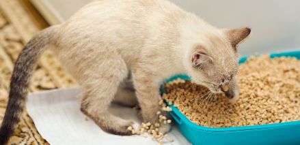 화장실에 들어가는 고양이.