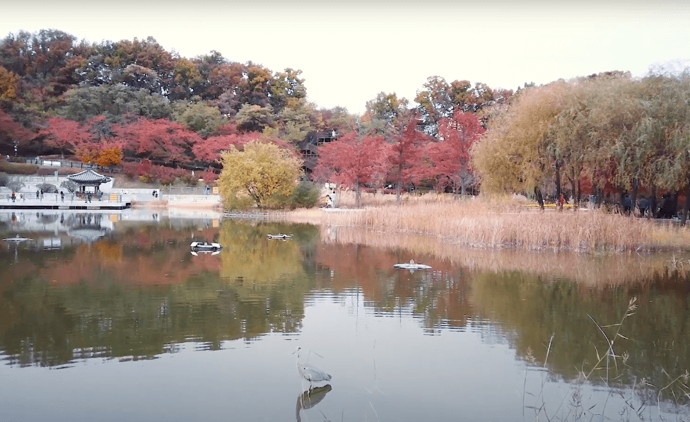 도심 속 단풍과 힐링&amp;#44; 반려견과 함께 떠나는 서울 가을산책 명소 추천