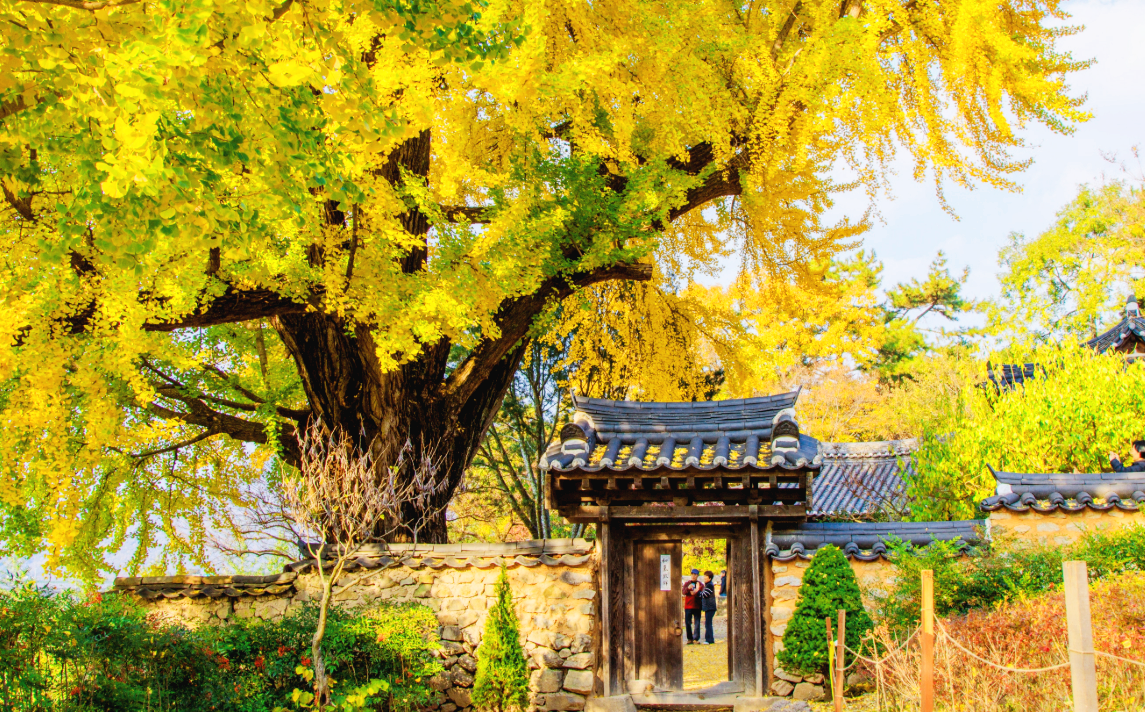 금시당 은행나무