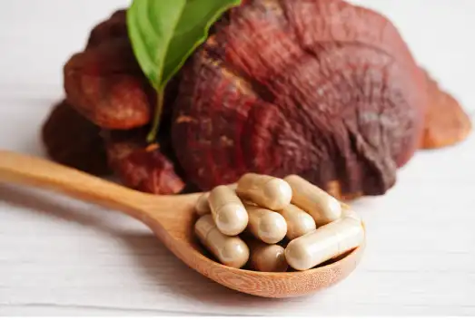 영지버섯 효능 효과 및 부작용 먹는 방법