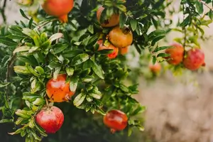 석류의 효능과 부작용