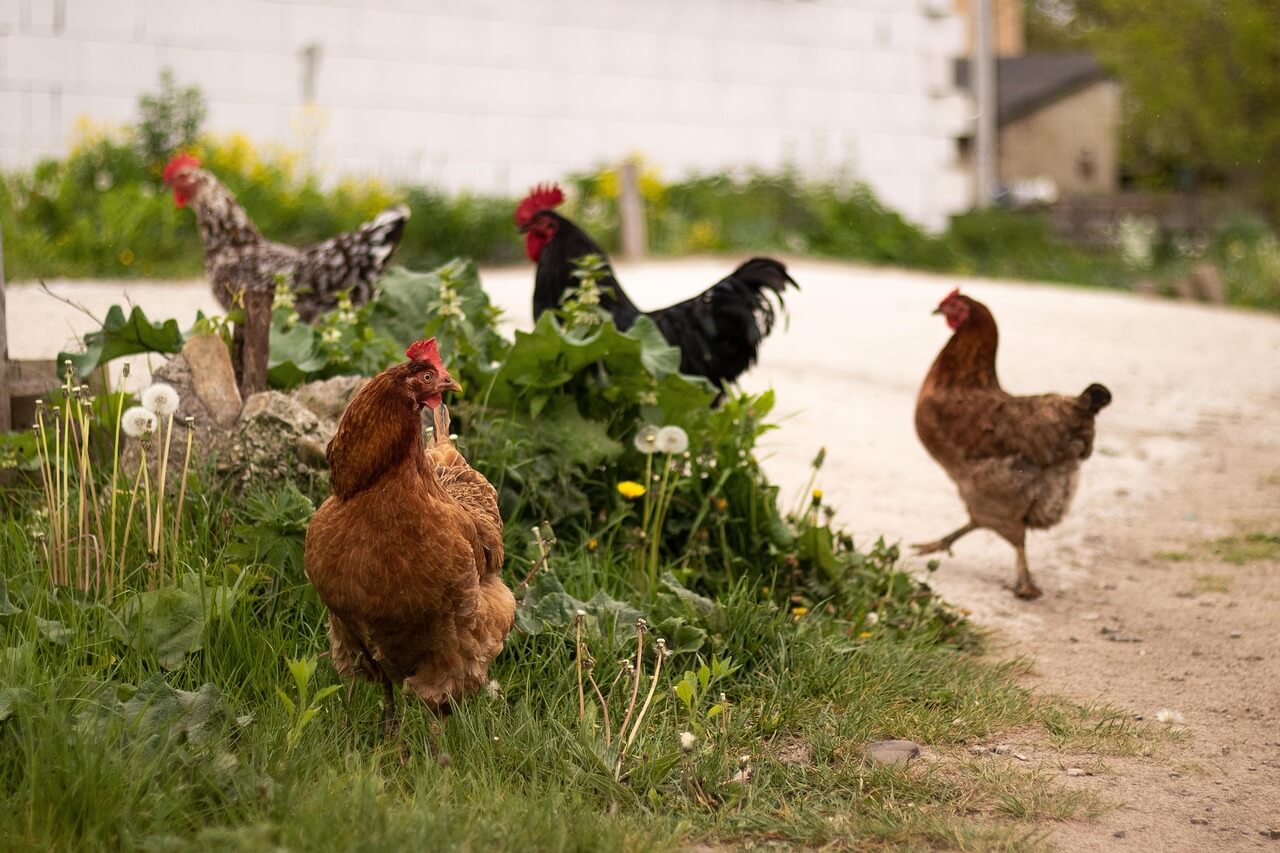 🐔 2025년8월닭띠운세 
