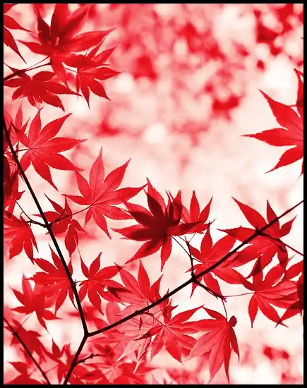 내장산 케이블카 예약방법, 요금, 주차장 정보 (+ 산행코스 )